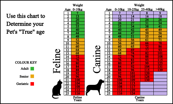 Westuck Veterinary Hospital - Surveillance Screening