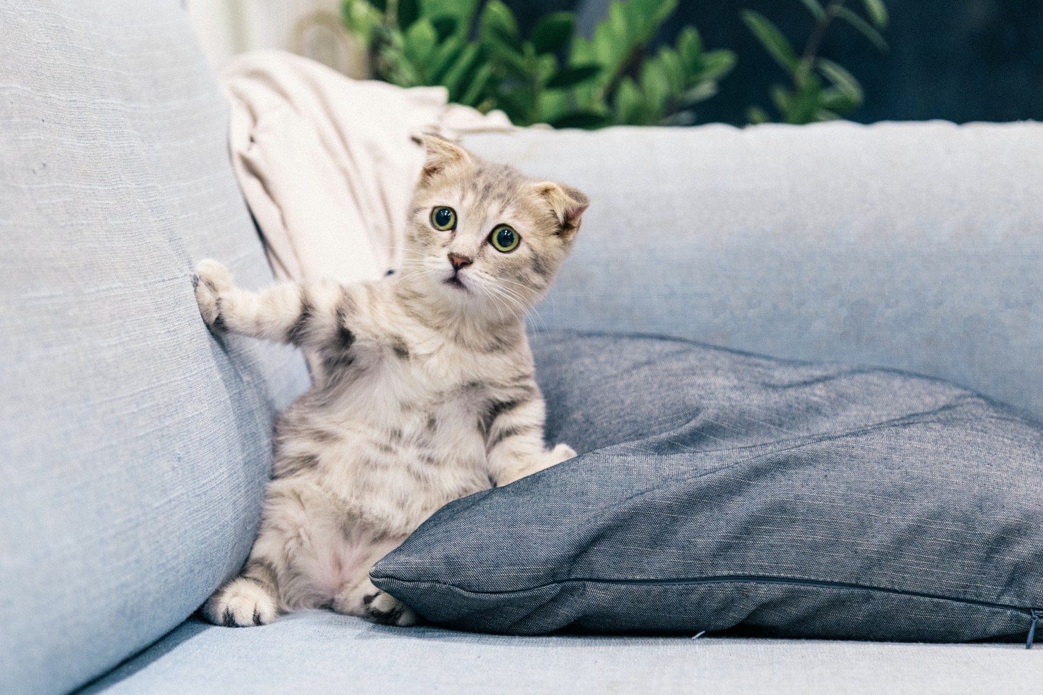 Kitten on a couch