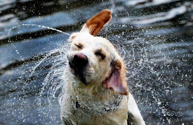 Dog Shaking Itself Dry